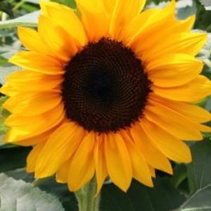 Meet your Posher, Lila